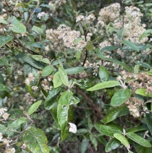 Olearia lirata at Cotter River, ACT - 29 Nov 2021