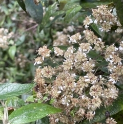 Olearia lirata at Cotter River, ACT - 29 Nov 2021