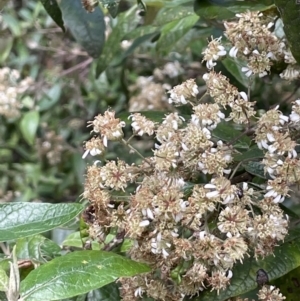 Olearia lirata at Cotter River, ACT - 29 Nov 2021 01:34 PM