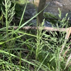 Poa helmsii (Broad-leaved Snow Grass) at Cotter River, ACT - 29 Nov 2021 by JaneR