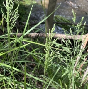 Poa helmsii at Cotter River, ACT - 29 Nov 2021