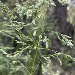 Poa helmsii at Cotter River, ACT - 29 Nov 2021 03:28 PM