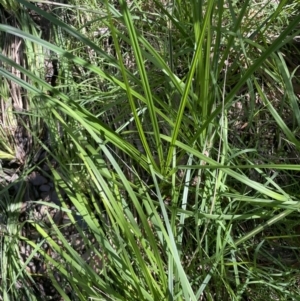 Poa helmsii at Cotter River, ACT - 29 Nov 2021 03:28 PM