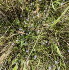 Isotoma fluviatilis subsp. australis (Swamp Isotome) at Weetangera, ACT - 30 Nov 2021 by John Brannan