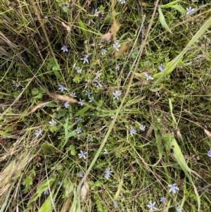 Isotoma fluviatilis subsp. australis at Weetangera, ACT - 1 Dec 2021
