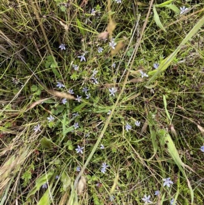 Isotoma fluviatilis subsp. australis (Swamp Isotome) at Weetangera, ACT - 30 Nov 2021 by John Brannan