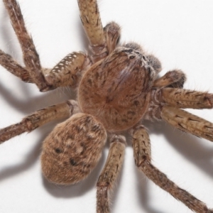 Neosparassus calligaster at Evatt, ACT - 30 Nov 2021