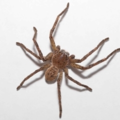 Neosparassus calligaster at Evatt, ACT - 30 Nov 2021 01:22 PM