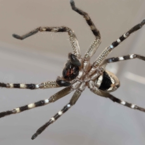 Neosparassus calligaster at Evatt, ACT - 30 Nov 2021