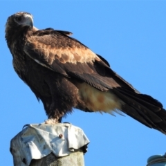 Aquila audax (Wedge-tailed Eagle) at Brandon, QLD - 17 May 2021 by TerryS