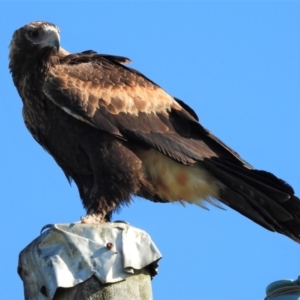 Aquila audax at Brandon, QLD - 18 May 2021