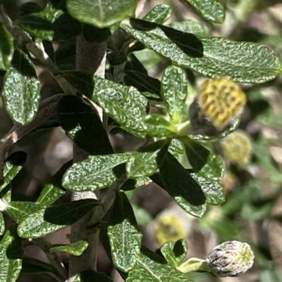 Olearia phlogopappa subsp. serrata at Namadgi National Park - 29 Nov 2021 by RAllen