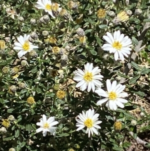 Olearia phlogopappa subsp. serrata at Namadgi National Park - 29 Nov 2021 12:37 PM