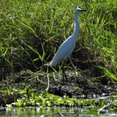 Egretta garzetta (Little Egret) at Inkerman, QLD - 30 Mar 2020 by TerryS