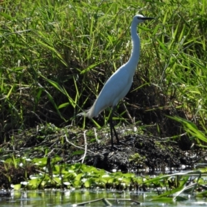 Egretta garzetta at Inkerman, QLD - 31 Mar 2020