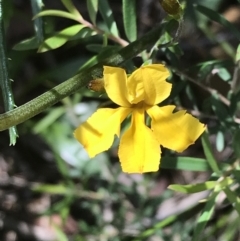 Goodenia bellidifolia subsp. bellidifolia (Daisy Goodenia) at Bundanoon, NSW - 14 Nov 2021 by Tapirlord
