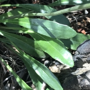 Goodenia bellidifolia subsp. bellidifolia at Bundanoon, NSW - 14 Nov 2021