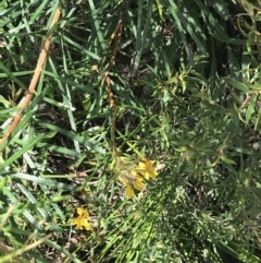 Goodenia bellidifolia subsp. bellidifolia at Bundanoon, NSW - 14 Nov 2021