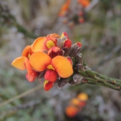 Dillwynia sericea (Egg And Bacon Peas) at Theodore, ACT - 20 Oct 2021 by MichaelBedingfield