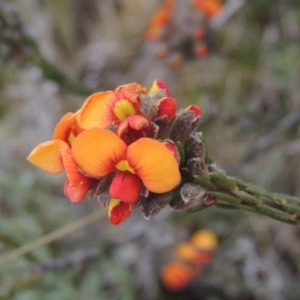 Dillwynia sericea at Theodore, ACT - 20 Oct 2021