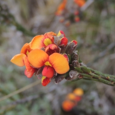 Dillwynia sericea (Egg And Bacon Peas) at Rob Roy Range - 20 Oct 2021 by michaelb