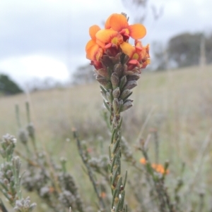 Dillwynia sericea at Theodore, ACT - 20 Oct 2021