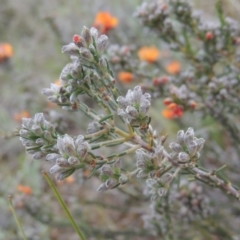 Dillwynia sericea at Theodore, ACT - 20 Oct 2021