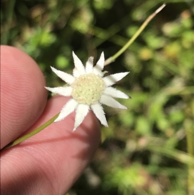 Actinotus minor (Lesser Flannel Flower) at Wingecarribee Local Government Area - 14 Nov 2021 by Tapirlord