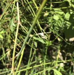 Actinotus minor at Bundanoon, NSW - 14 Nov 2021