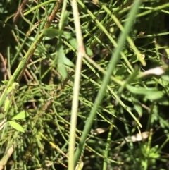 Actinotus minor at Bundanoon, NSW - 14 Nov 2021