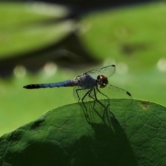 Unidentified Damselfly (Zygoptera) at Jarvisfield, QLD - 13 Nov 2021 by TerryS