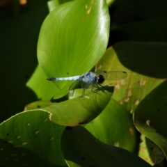 Brachydiplax denticauda (Palemouth Dragonfly) at Ayr, QLD - 31 Mar 2020 by TerryS