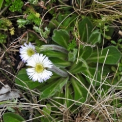 Pappochroma nitidum (Sticky Fleabane) at Cotter River, ACT - 29 Nov 2021 by JohnBundock