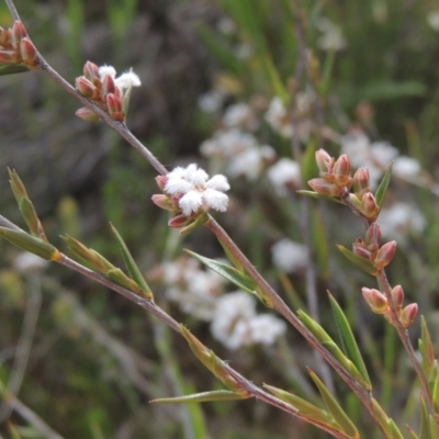 Leucopogon virgatus (Common Beard-heath) at Conder, ACT - 20 Oct 2021 by michaelb