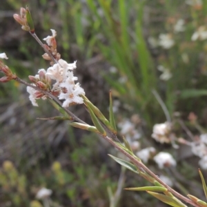 Leucopogon virgatus at Conder, ACT - 20 Oct 2021 04:42 PM