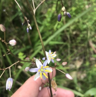 Dianella caerulea (Common Flax Lily) at Morton National Park - 14 Nov 2021 by Tapirlord