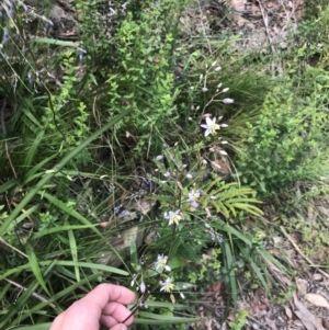 Dianella caerulea at Bundanoon, NSW - 14 Nov 2021