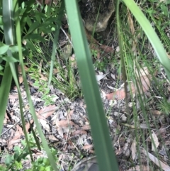 Dianella caerulea at Bundanoon, NSW - 14 Nov 2021