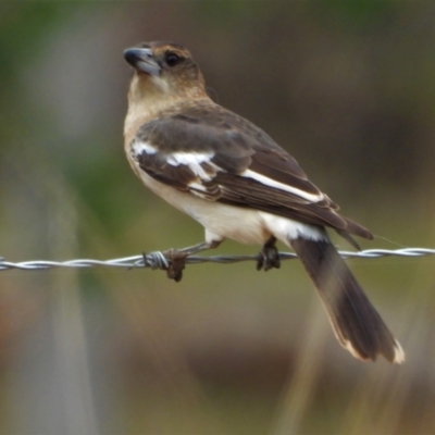 Cracticus nigrogularis (Pied Butcherbird) at Mulgrave, QLD - 15 Jun 2020 by TerryS