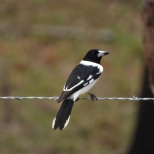 Cracticus nigrogularis at Mulgrave, QLD - 15 Jun 2020 02:34 PM