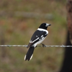 Cracticus nigrogularis (Pied Butcherbird) at Mulgrave, QLD - 15 Jun 2020 by TerryS