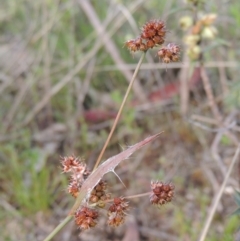 Luzula densiflora (Dense Wood-rush) at Conder, ACT - 20 Oct 2021 by MichaelBedingfield