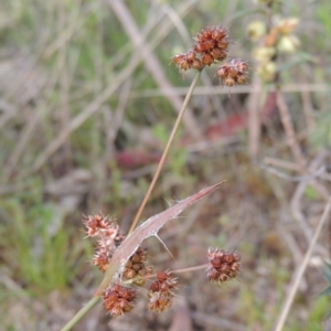 Luzula densiflora at Conder, ACT - 20 Oct 2021