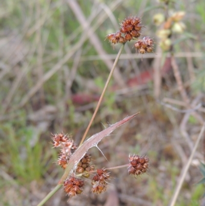 Luzula densiflora (Dense Wood-rush) at Conder, ACT - 20 Oct 2021 by MichaelBedingfield