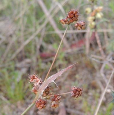 Luzula densiflora (Dense Wood-rush) at Rob Roy Range - 20 Oct 2021 by michaelb