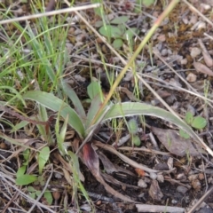 Luzula densiflora at Conder, ACT - 20 Oct 2021