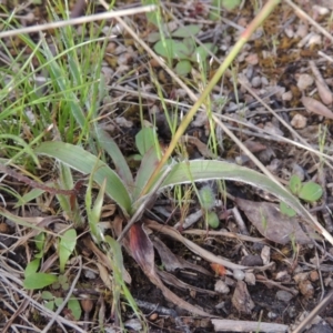 Luzula densiflora at Conder, ACT - 20 Oct 2021