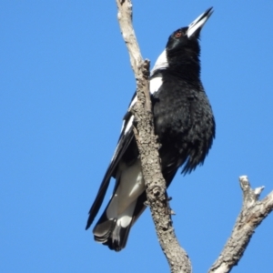 Gymnorhina tibicen at Mulgrave, QLD - 30 Jul 2020