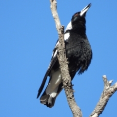 Gymnorhina tibicen (Australian Magpie) at Mulgrave, QLD - 29 Jul 2020 by TerryS