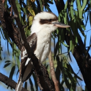 Dacelo novaeguineae at Jarvisfield, QLD - 30 Jul 2020 09:08 AM